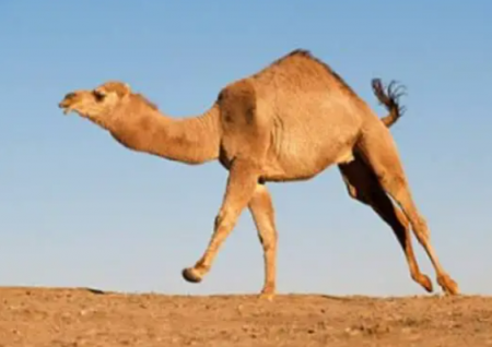 رؤية الجمل في المنام للعزباء